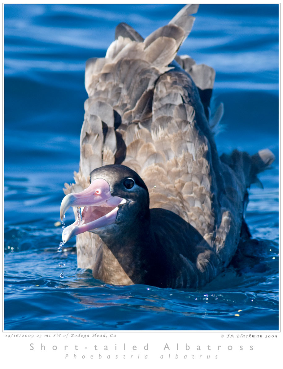 Short-tailed Albatross